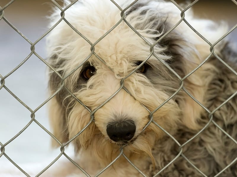 Dog behind chain-link fence